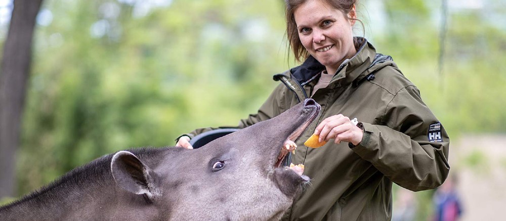 Svenja Eisenbarth von der Zooschule Berlin füttert ein Pamir