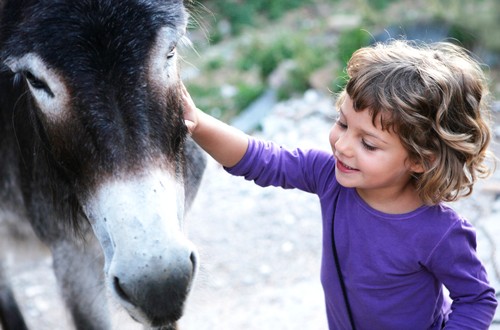 Ein kleines Mädchen streichelt einen Esel am Kopf.