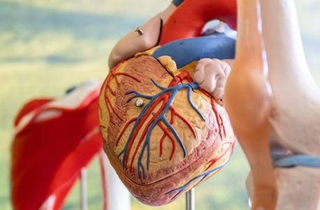 Das medizinische Plastik-Modell eines Herzens