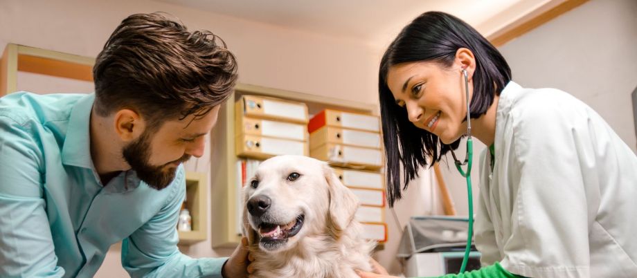 Veterinärmediziner betreuen Tierpatienten und sind ebenso für die Tierbesitzer da.